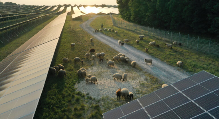 Solarpark Georgenthal mit Schäfer Arnim Winnige und seiner Heerde